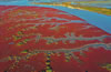 紅海灘